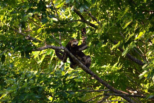 Sloth in the jungle on the banks of the Rio Ariau, Amazon, Brazil.