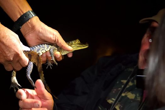 Baby caiman in the night on Rio Negro, Amazon, Brazil.