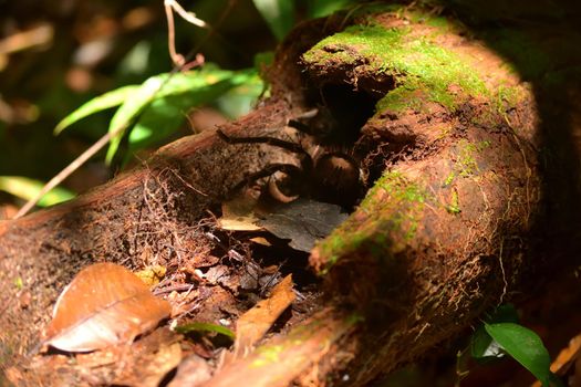 Tarantula in the Amazon jungle, Rio Negro, Brazil.