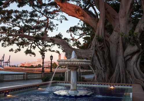 Fountain and old tree in Cadiz. Cadiz, Andalusia, Spain.