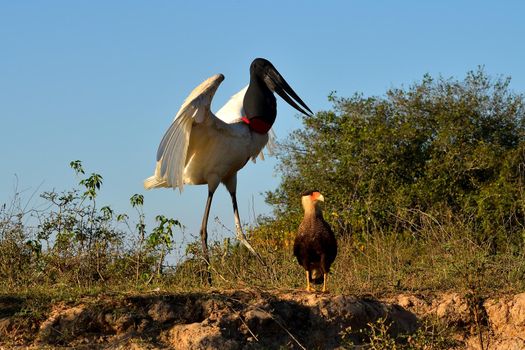 Jabiru Stork on Rio Cuiaba, Pantanal Matogrosso Brazil