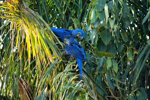 Hyacinth macaw on Rio Cuiaba, Pantanal Matogrosso Brazil