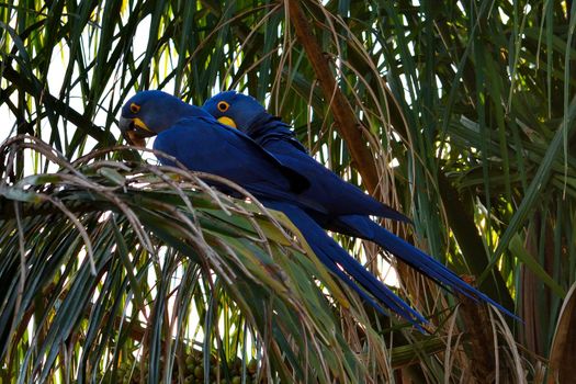 Hyacinth macaw on Rio Cuiaba, Pantanal Matogrosso Brazil