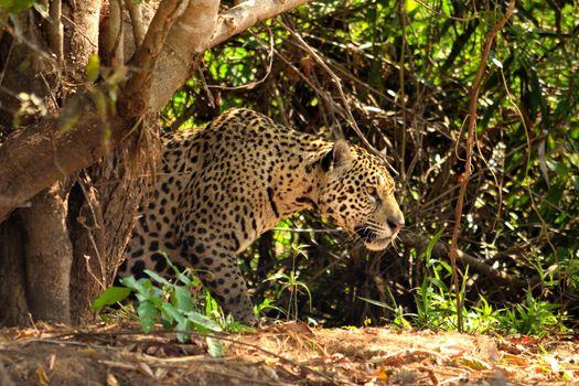 Jaguar female on Rio Cuiaba riverbank, Porto Jofre, Brazil.