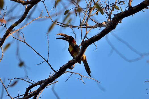 Aracari Toucan on Rio Cuiaba, Pantanal Matogrosso Brazil