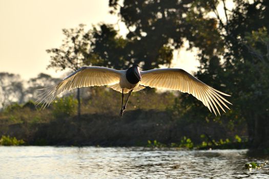 Jabiru Stork on Rio Cuiaba, Pantanal Matogrosso Brazil