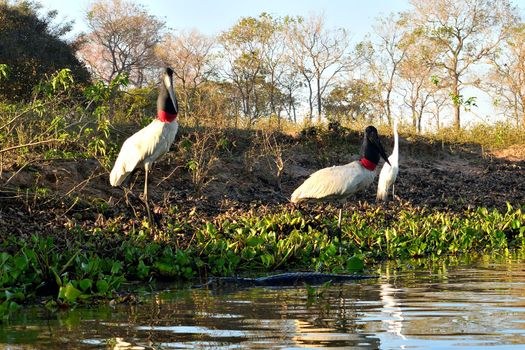 Jabiru Stork on Rio Cuiaba, Pantanal Matogrosso Brazil