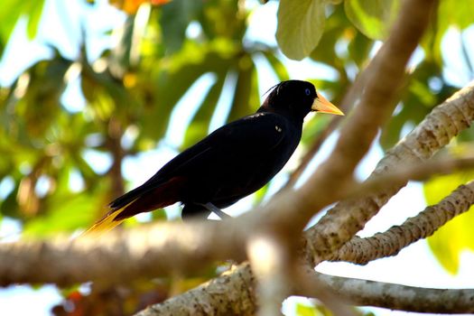 Yellow Rumped Cacique in Pantanal Matogrosso Brazil