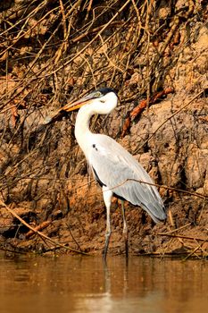 Heron on Rio Cuiaba, Pantanal Matogrosso Brazil