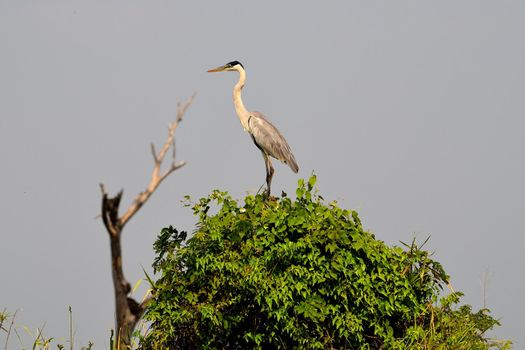 Heron on Rio Cuiaba, Pantanal Matogrosso Brazil