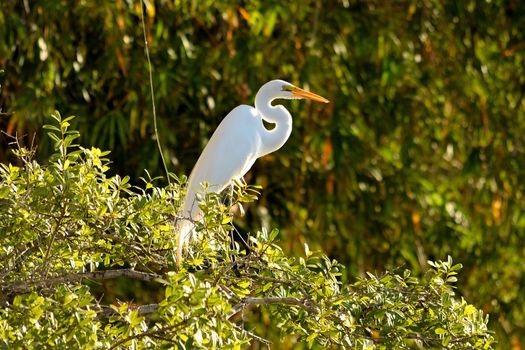 Heron on Rio Cuiaba, Pantanal Matogrosso Brazil