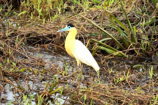 Heron on Rio Cuiaba, Pantanal Matogrosso Brazil