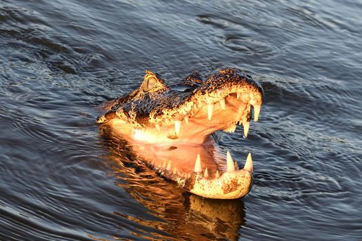 Jacare Caiman in Rio Cuiaba, Pantanal, Matogrosso Brazil