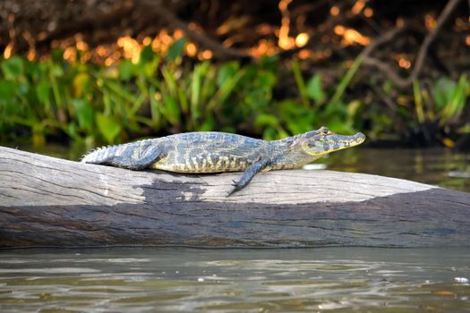 Jacare Caiman in Rio Cuiaba, Pantanal, Matogrosso Brazil