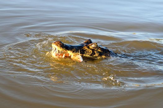 Jacare Caiman in Rio Cuiaba, Pantanal, Matogrosso Brazil