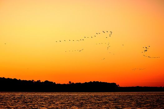 Scarlet Ibis on Delta Das Americas, Parnaiba, Brazil