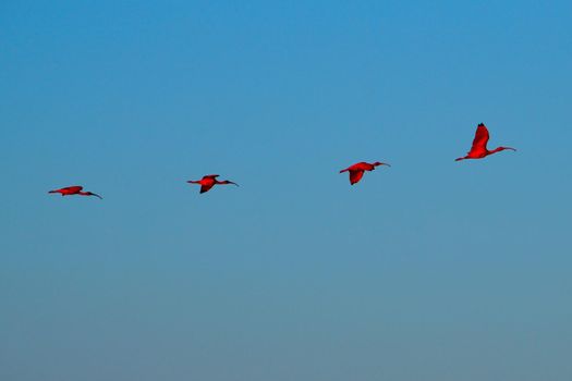 Scarlet Ibis on Delta Das Americas, Parnaiba, Brazil