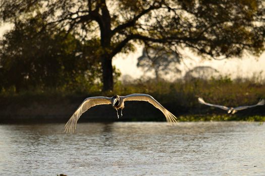 Jabiru Stork flying on Rio Cuiaba, Pantanal Matogrosso Brazil