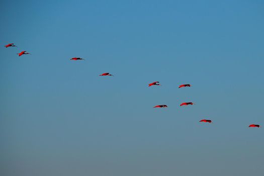 Scarlet Ibis on Delta Das Americas, Parnaiba, Brazil