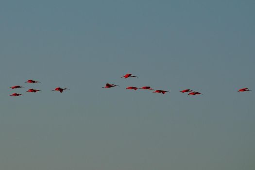 Scarlet Ibis on Delta Das Americas, Parnaiba, Brazil