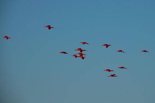 Scarlet Ibis on Delta Das Americas, Parnaiba, Brazil