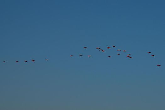 Scarlet Ibis on Delta Das Americas, Parnaiba, Brazil