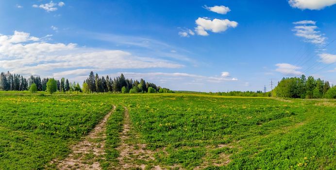 Panorama summer landscape in the field. Russian open spaces. Summer landscape. Flowers in the field. Blue sky. Copy spase.