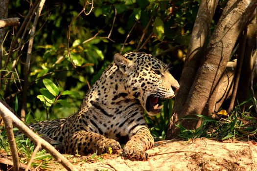 Jaguar female on Rio Cuiaba riverbank, Porto Jofre, Brazil.