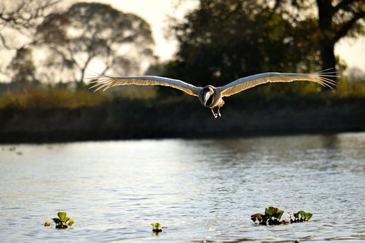 Jabiru Stork flying on Rio Cuiaba, Pantanal Matogrosso Brazil