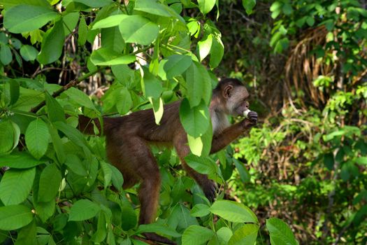 White fronted capuchin in the jungle on the banks of the Rio Ariau, Amazon, Brazil.