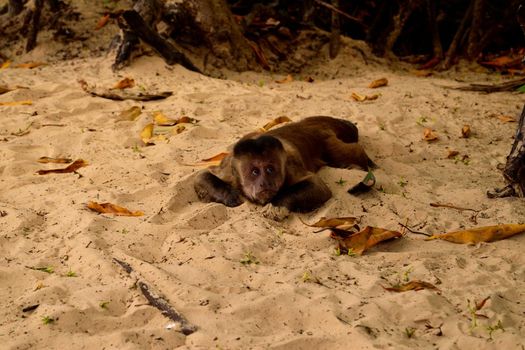 Capuchin monkey or Prego macaque on Rio Parnaiba Delta, Brazil.