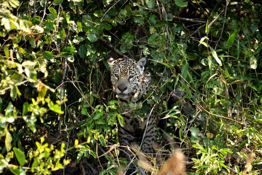 Jaguar female on Rio Cuiaba riverbank, Porto Jofre, Pantanal, Brazil.