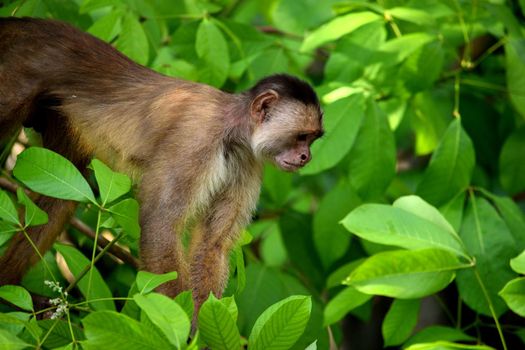 White fronted capuchin in the jungle on the banks of the Rio Ariau, Amazon, Brazil.