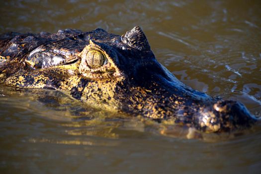 Jacare Caiman in Rio Cuiaba waters, Pantanal, Brazil