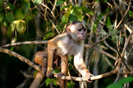 White fronted capuchin in the jungle on the banks of the Rio Ariau, Amazon, Brazil.