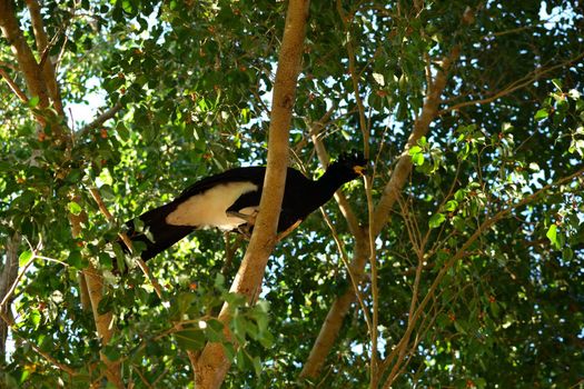 Bare faced Curassow on a big tree, Pantanal, Brazil