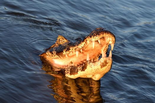 Jacare Caiman in Rio Cuiaba waters, Pantanal, Brazil