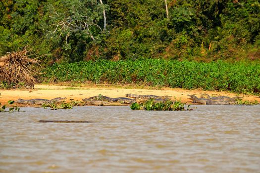 Jacare Caimans 0n Rio Cuiaba riverbank, Pantanal, Brazil