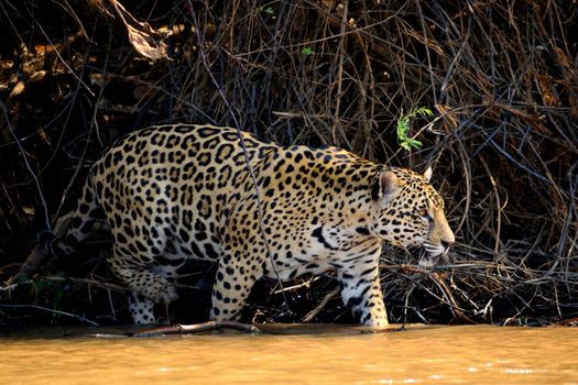 Jaguar female on Rio Cuiaba riverbank, Porto Jofre, Pantanal, Brazil.