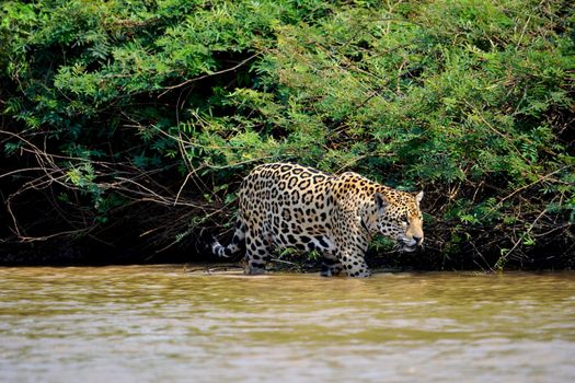 Jaguar female on Rio Cuiaba riverbank, Porto Jofre, Pantanal, Brazil.