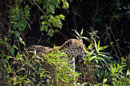 Jaguar female on Rio Cuiaba riverbank, Porto Jofre, Pantanal, Brazil.