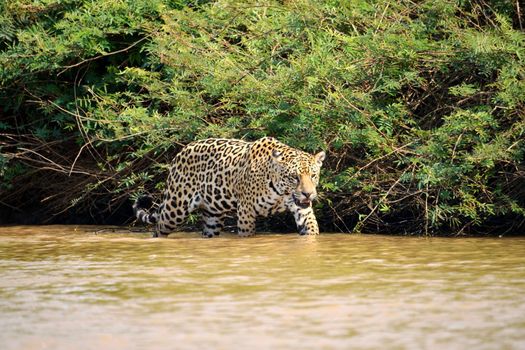 Jaguar female on Rio Cuiaba riverbank, Porto Jofre, Pantanal, Brazil.