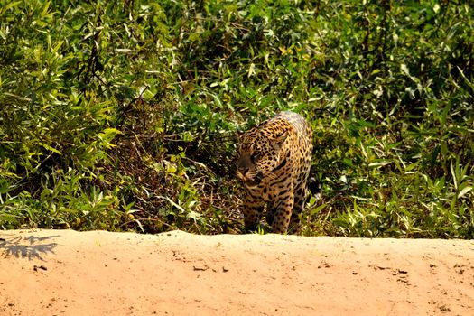 Jaguar female on Rio Cuiaba riverbank, Porto Jofre, Pantanal, Brazil.