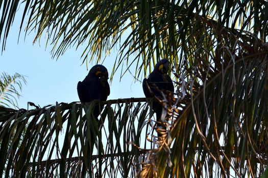 Hyacinth macaw on Rio Cuiaba, Pantanal Matogrosso Brazil