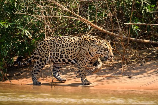 Jaguar female on Rio Cuiaba riverbank, Porto Jofre, Pantanal, Brazil.