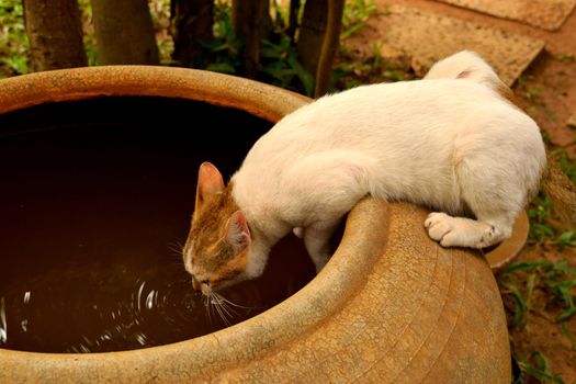 Curioso gattino che beve acqua piovana raccolta in un'antica giara, Cambogia