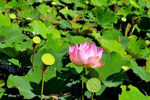 Closeup of a beautiful lotus flower on a green foliage background