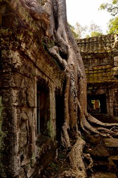 View of the beautiful famous temple of Ta Prhom, Angkor, Cambodia