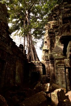 View of the beautiful famous temple of Ta Prhom, Angkor, Cambodia