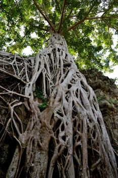 View of the beautiful famous temple of Ta Prhom, Angkor, Cambodia